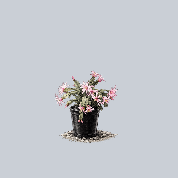 Easter Cactus