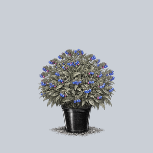 E.B. Anderson Lungwort