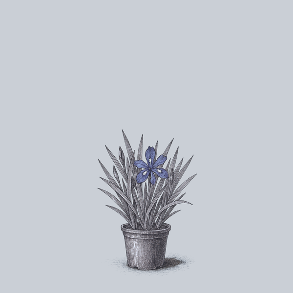 Eco Bluebird Crested Iris