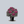 Load image into Gallery viewer, Edith Bosley Rhododendron

