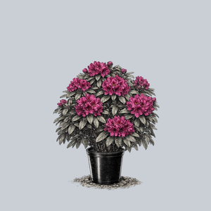 Edith Bosley Rhododendron