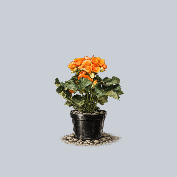 is rieger begonia an indoor or outdoor plant Rieger Begonia – Plant Detectives