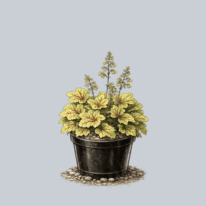 Electra Coral Bells