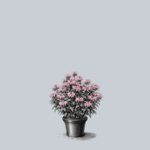 Electric Neon Coral Bee Balm