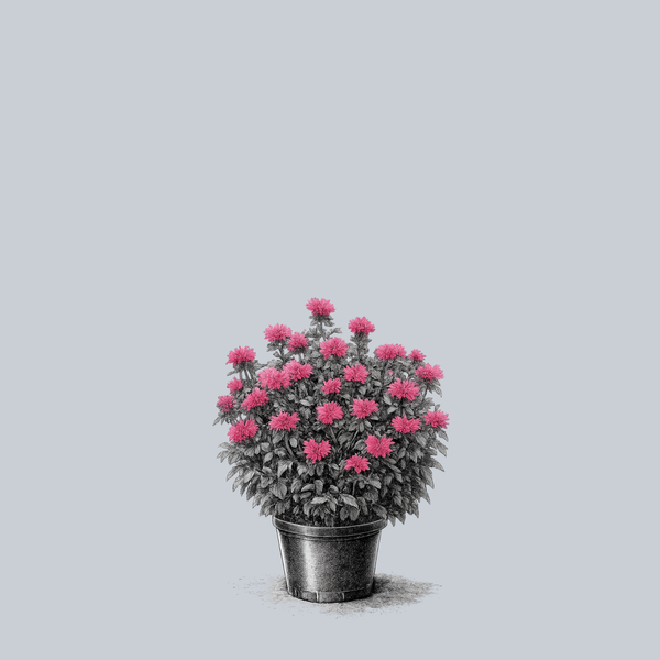 Electric Neon Pink Bee Balm