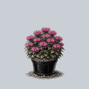 Electric Neon Pink Bee Balm