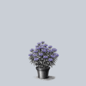 Electric Neon Purple Bee Balm