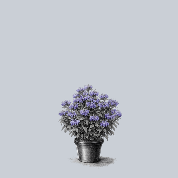 Electric Neon Purple Bee Balm