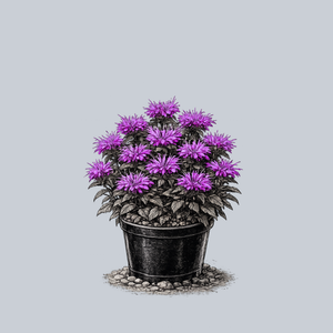 Electric Neon Purple Bee Balm