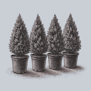 Elegantissima Arborvitae