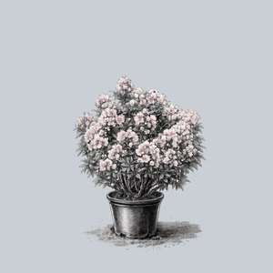 Elf Mountain Laurel