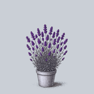 Ellagance Purple English Lavender