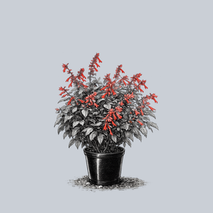 Embers Wish Sage