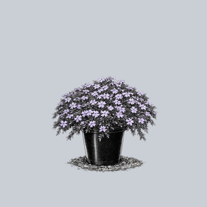 Blue Emerald Creeping Phlox