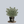 Load image into Gallery viewer, Emerald Gaiety Euonymus
