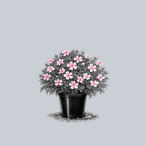 Emerald Pink Creeping Phlox