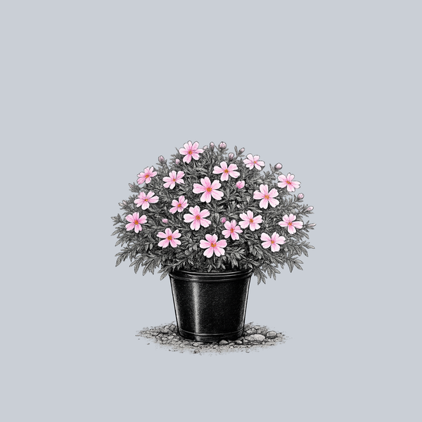 Emerald Pink Creeping Phlox