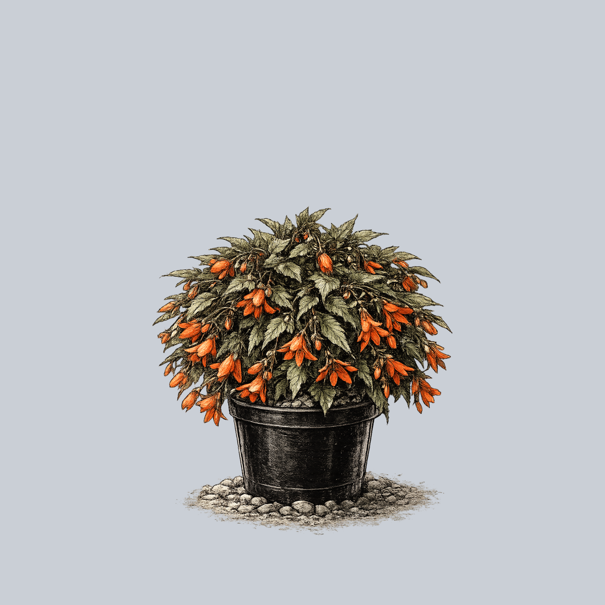 Waterfalls Encanto Orange Begonia – Plant Detectives