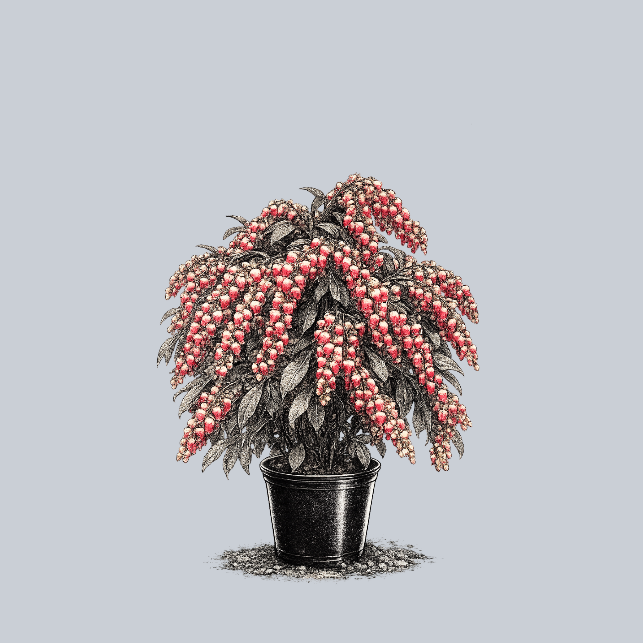goblin succulent Enchanted Forest Gay Goblin Pieris – Plant Detectives