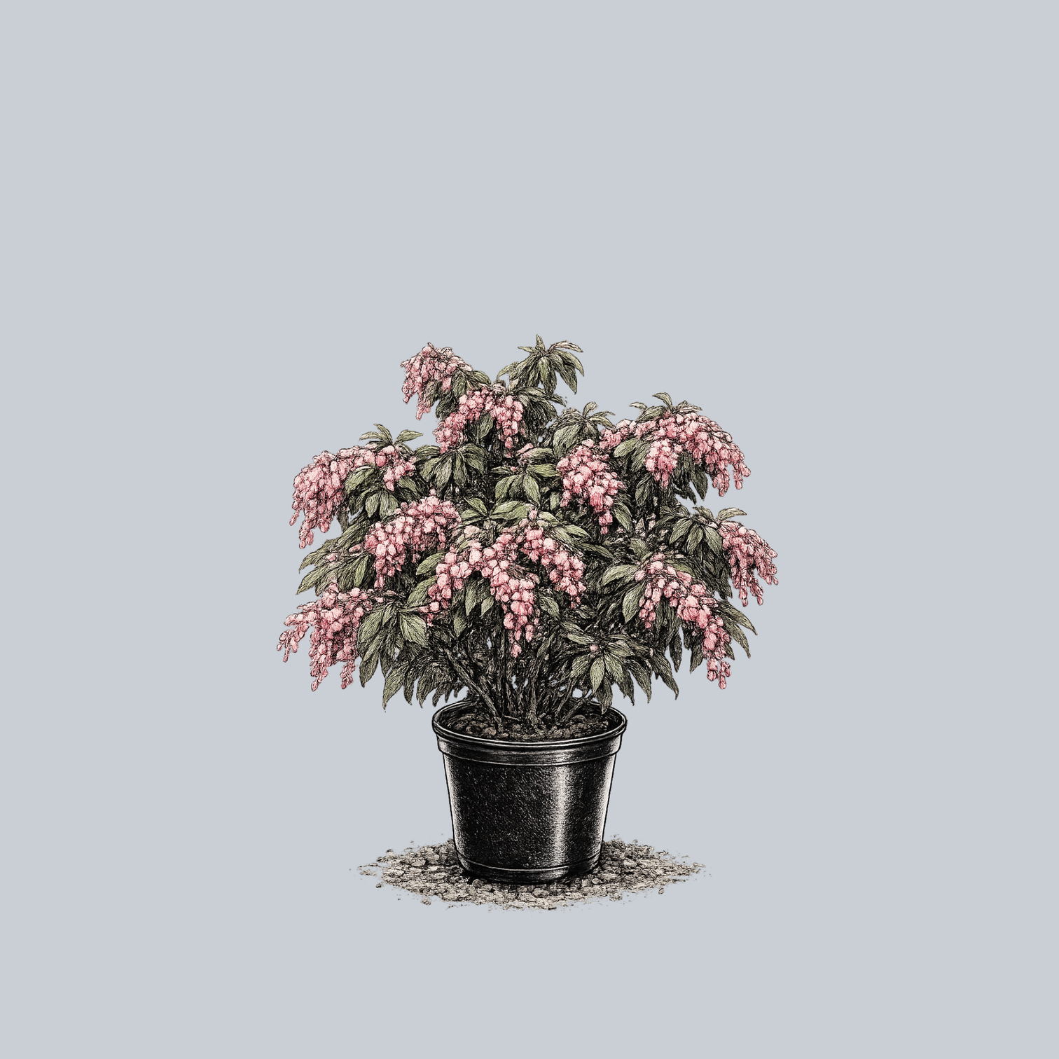 Enchanted Forest Impish Elf Pieris – Plant Detectives