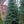 Load image into Gallery viewer, Engelmann Spruce - Spruce - Conifers
