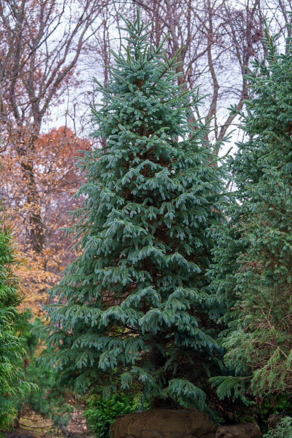 Engelmann Spruce - Spruce - Conifers