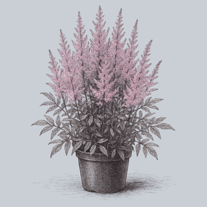 Erica Astilbe