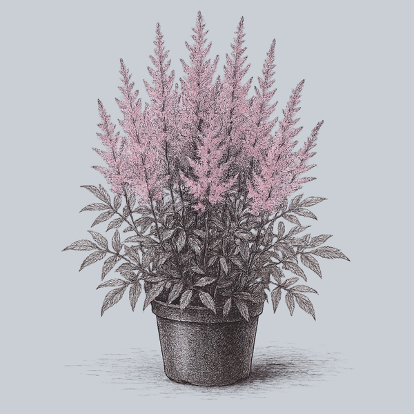 Erica Astilbe