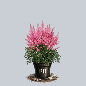 Erica Astilbe