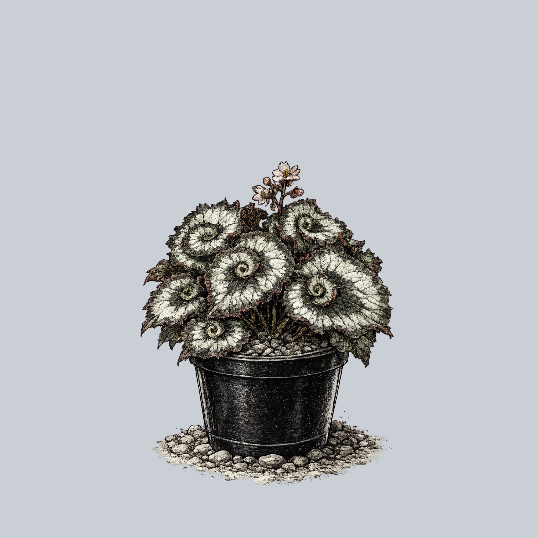 is begonia a succulent Escargot Begonia – Plant Detectives