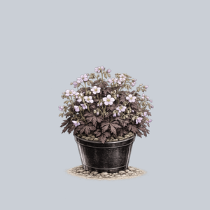 Espresso Spotted Geranium