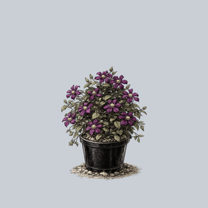 Etoile Violette Clematis