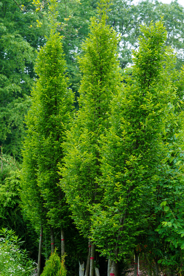 Pyramidal European Hornbeam - Hornbeam - Shade Trees