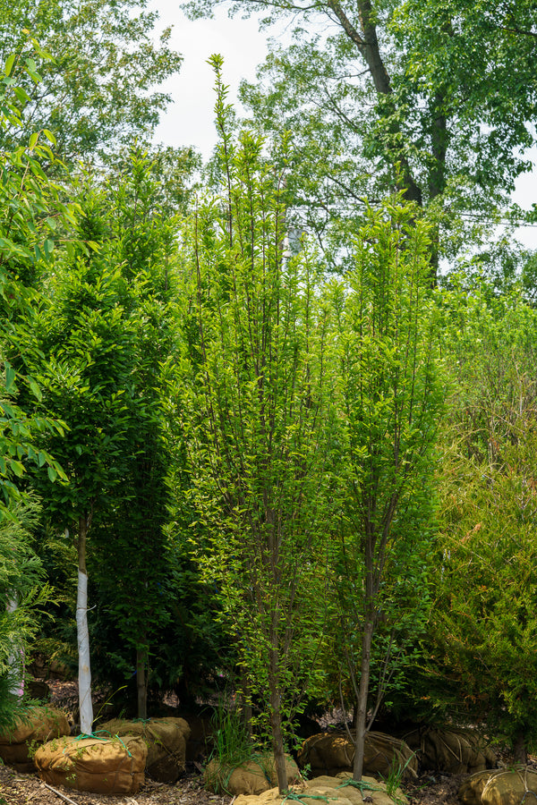 Pyramidal European Hornbeam - Hornbeam - Shade Trees