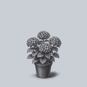 Everlasting Amethyst Bigleaf Hydrangea