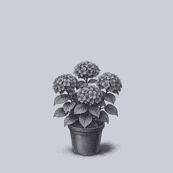 Everlasting Amethyst Bigleaf Hydrangea