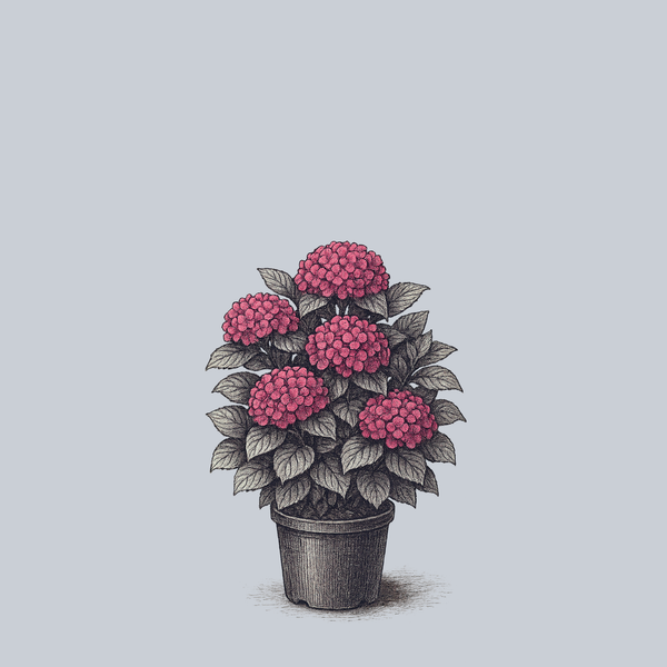 Everlasting Garnet Bigleaf Hydrangea