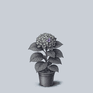 Everlasting Revolution Bigleaf Hydrangea