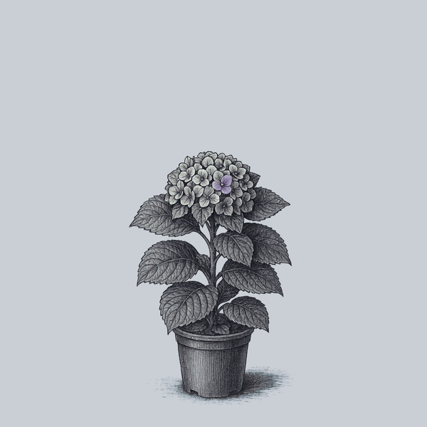 Everlasting Revolution Bigleaf Hydrangea