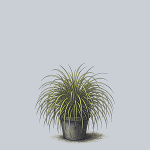 Everoro Sedge