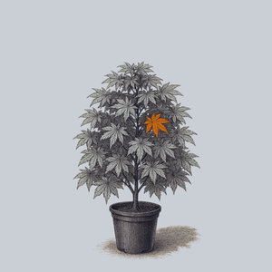 Ever Autumn Hybrid Japanese Maple