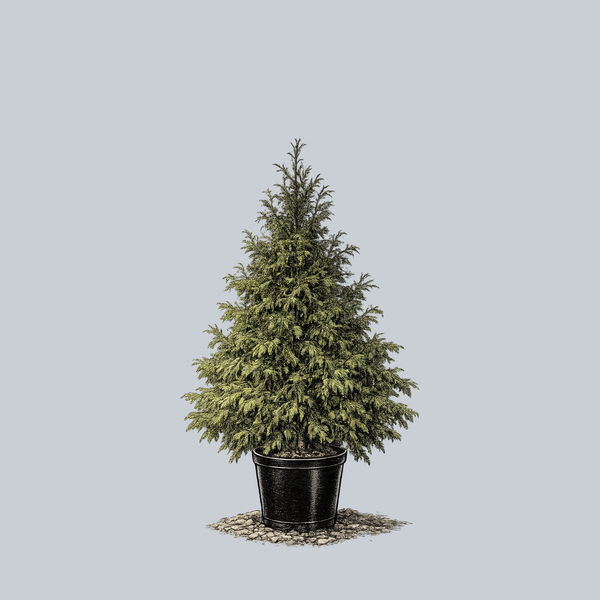 Excelsa Western Red Cedar
