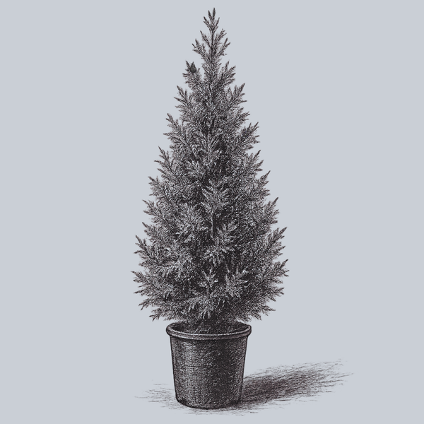 Excelsa Western Red Cedar