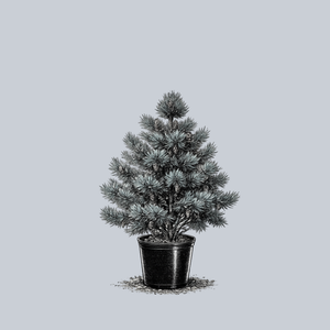 Extra Blue Limber Pine