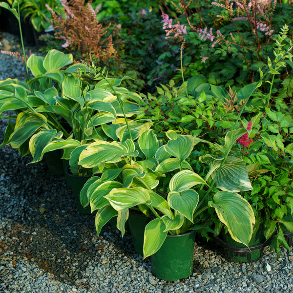 Earth Angel Hosta