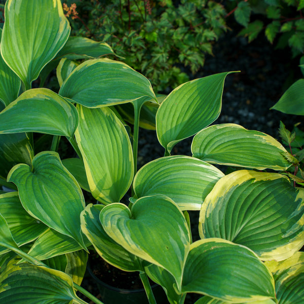 Earth Angel Hosta