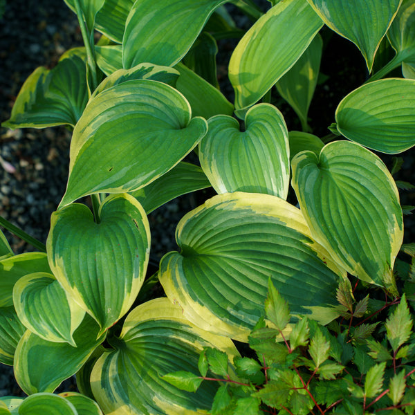 Earth Angel Hosta