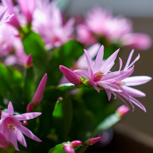 Easter Cactus - Other Houseplants - Houseplants