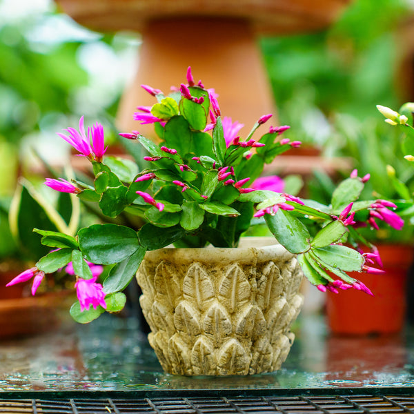 easter cactus potting soil Easter Cactus – Plant Detectives
