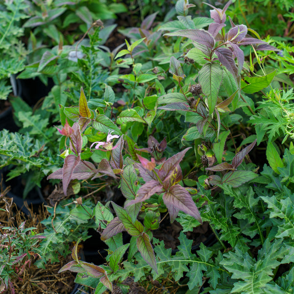 Eastern Bee Balm